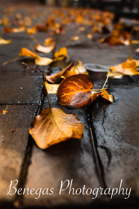 Autumn Elegance Leaf Print