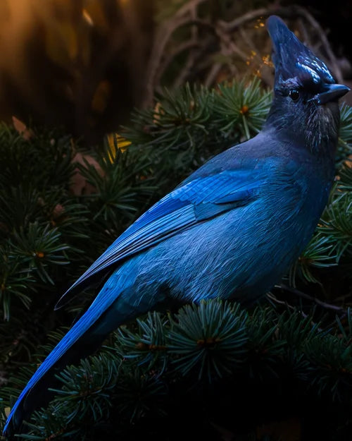 Steller's Jay Premium Art Print