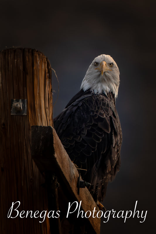Majestic Bald Eagle Photographic Print