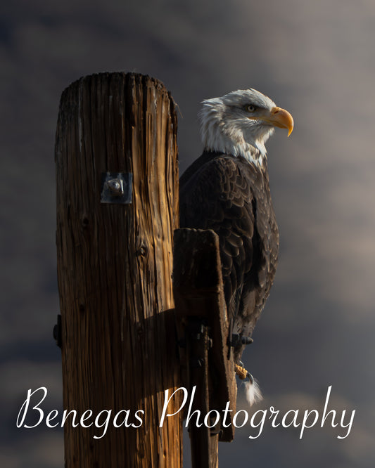 Majestic Bald Eagle Wall Art Print