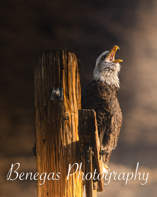 Majestic Eagle Print