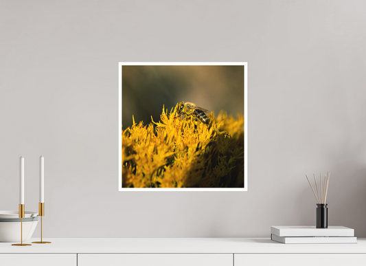 15 x 15″, Photo Print Matte Bee on Blossoms