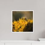 15 x 15″, Photo Print Matte Bee on Blossoms