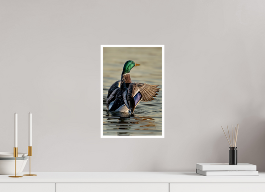 10 x 15″, Fine Art Glossy Elegant Mallard Duck Wing Spread Photography Print
