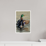 10 x 15″, Fine Art Glossy Elegant Mallard Duck Wing Spread Photography Print