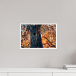 15 x 10″, Fine Art Glossy Whispering Woods