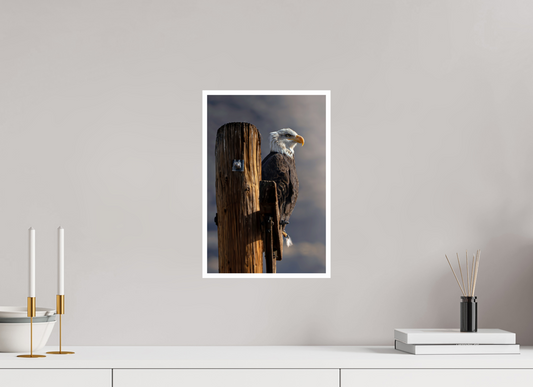 10 x 15″, Fine Art Glossy Majestic Bald Eagle Wall Art Print