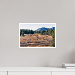 15 x 10″, Fine Art Glossy Serene Wilderness Landscape Print