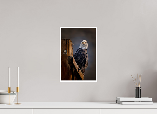 10 x 15″, Fine Art Glossy Majestic Bald Eagle Photographic Print