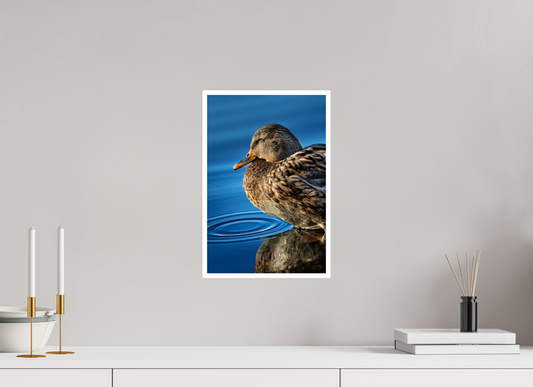 10 x 15″, Fine Art Glossy Female Mallard and Gentle Ripples