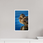 10 x 15″, Fine Art Glossy Female Mallard and Gentle Ripples