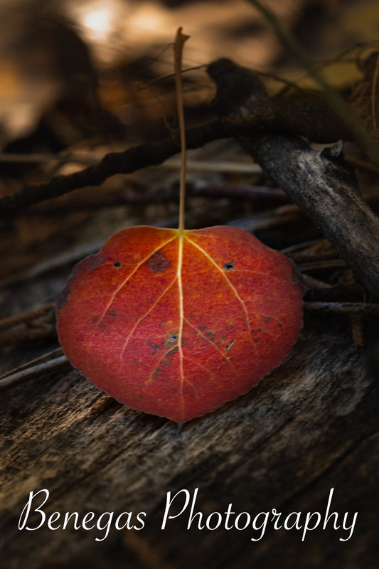 Autumn Essence Leaf Print