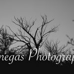 Black and White Tree Silhouette