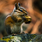Charming Chipmunk