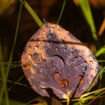 Dew-Kissed Leaf