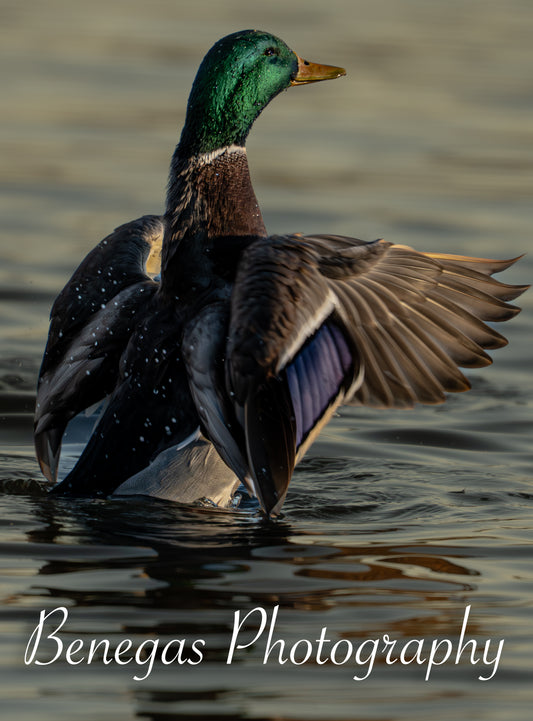 Elegant Mallard Duck Wing Spread Photography Print