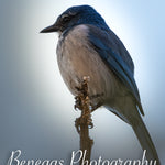 Elegant Scrub Jay