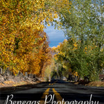 Enchanted Autumn Road