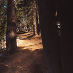 Enchanted Forest Pathway