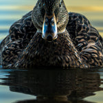 Exquisite Female Mallard Photograph