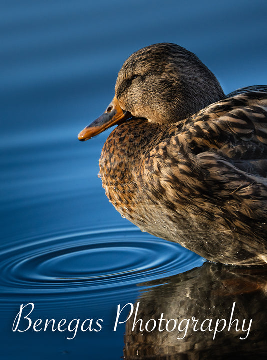 Female Mallard and Gentle Ripples
