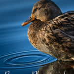 Female Mallard and Gentle Ripples
