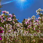 'Field of Dreams' Floral Art