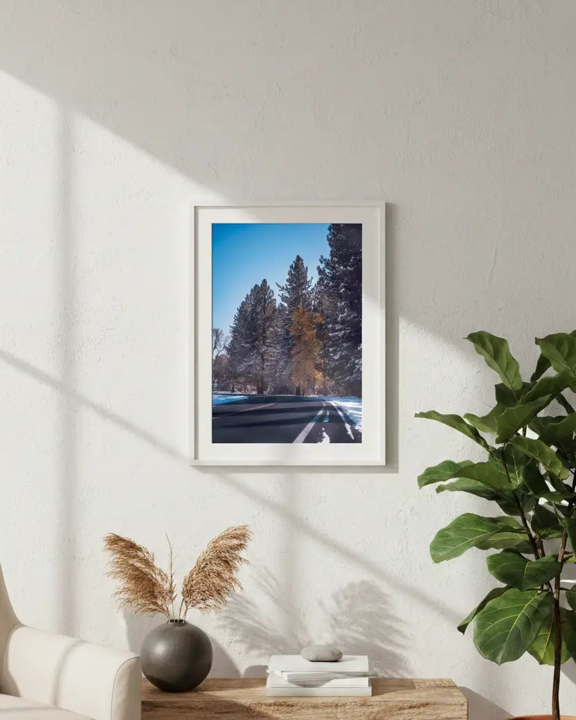 Winter Pine Road