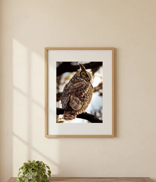 Majestic Great Horned Owl