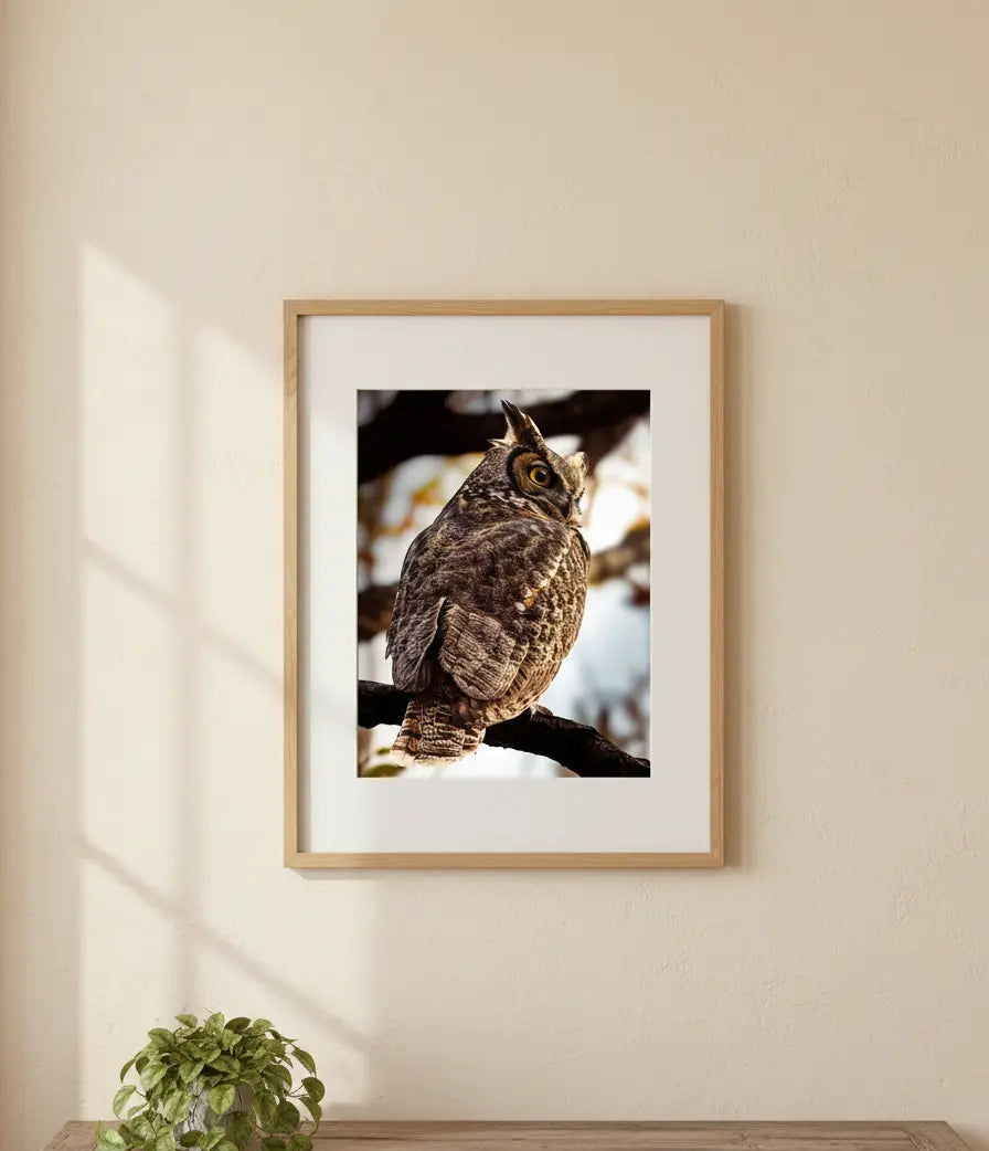 Majestic Great Horned Owl