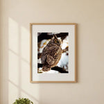 Majestic Great Horned Owl
