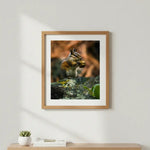 Charming Chipmunk