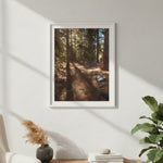 Sunlit Forest Path