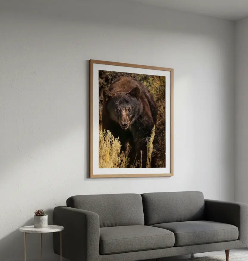Majestic Brown Bear