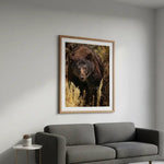 Majestic Brown Bear