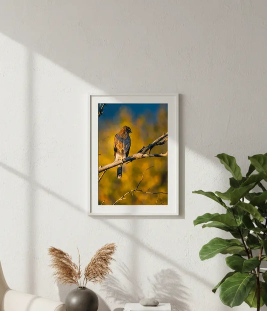 Majestic Coopers Hawk Autumn Morning