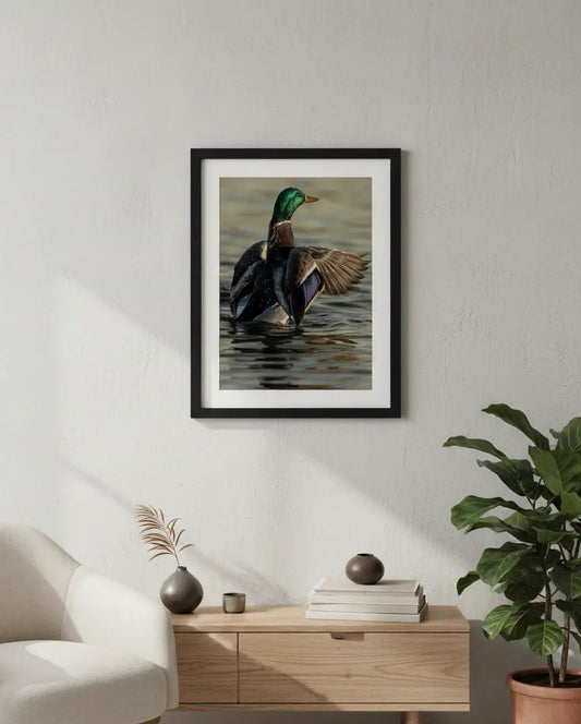Elegant Mallard Duck Wing Spread Photography Print
