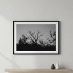Black and White Tree Silhouette