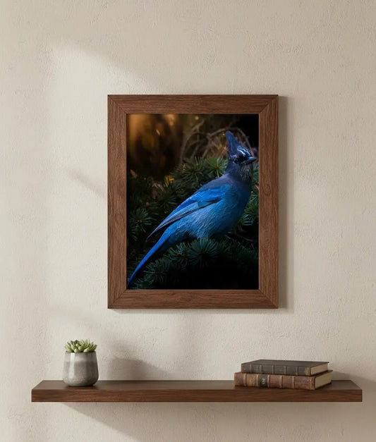 Steller's Jay Premium Art Print