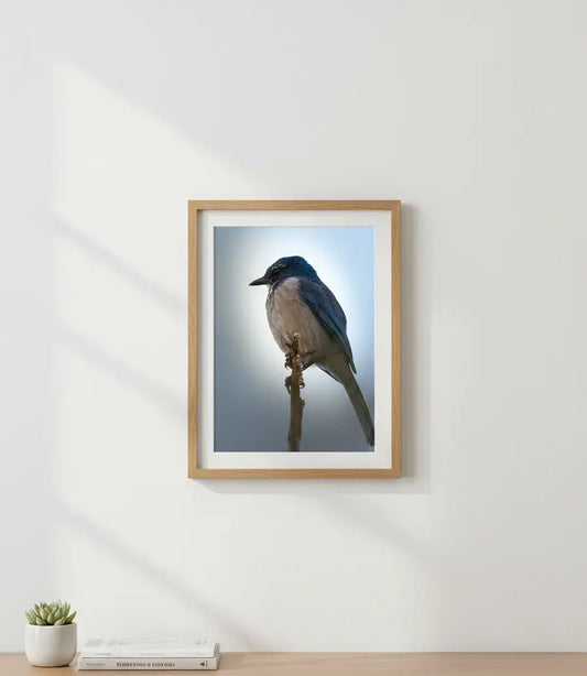 Elegant Scrub Jay