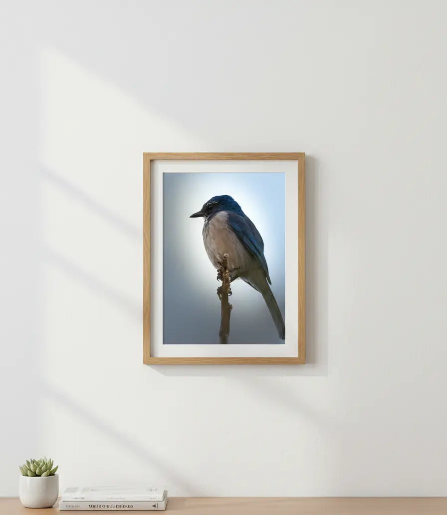 Elegant Scrub Jay