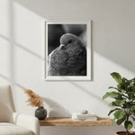 Majestic Pigeon Portrait