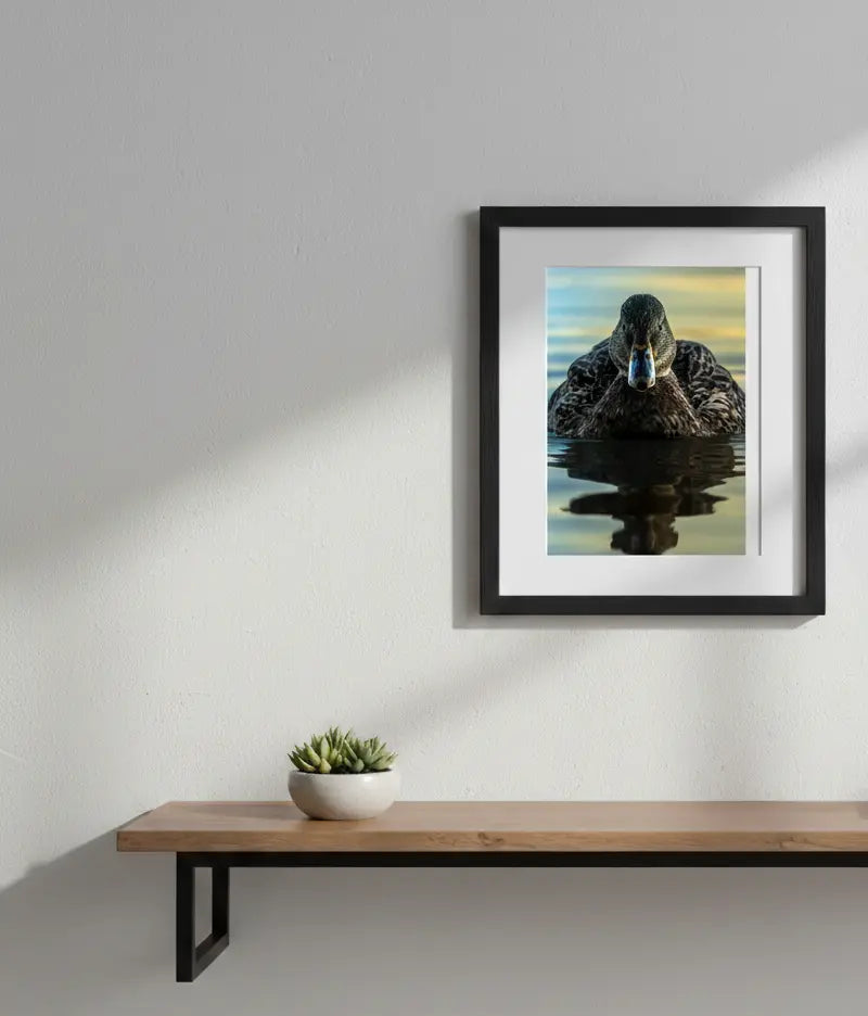 Exquisite Female Mallard Photograph