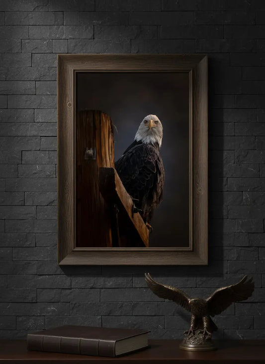 Majestic Bald Eagle Photographic Print