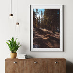 Serene Woodland Path