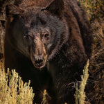 Majestic Brown Bear