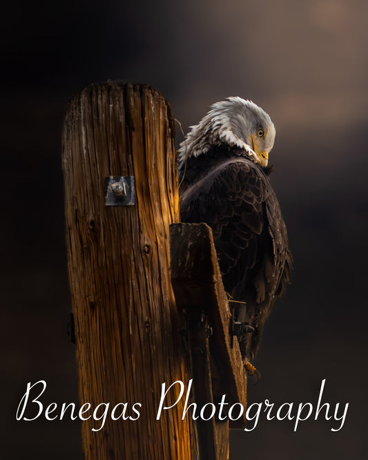 Majestic Eagle Wildlife Photography Print