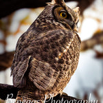 Majestic Great Horned Owl