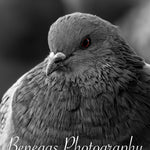 Majestic Pigeon Portrait