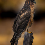 Northern Harrier